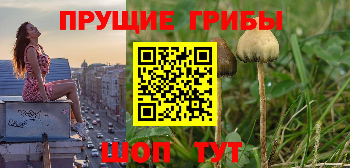 Галлюциногенные грибы Cubensis  Вход с VPN  Саяногорск 